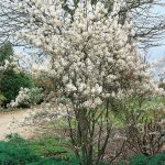 Amelanchier Ballerina