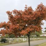 Red autumn leaves of garden bush Amelanchier lamarckii