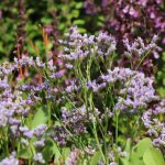 Strandflieder – Limonium vulgare