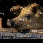 mangalica_schwein