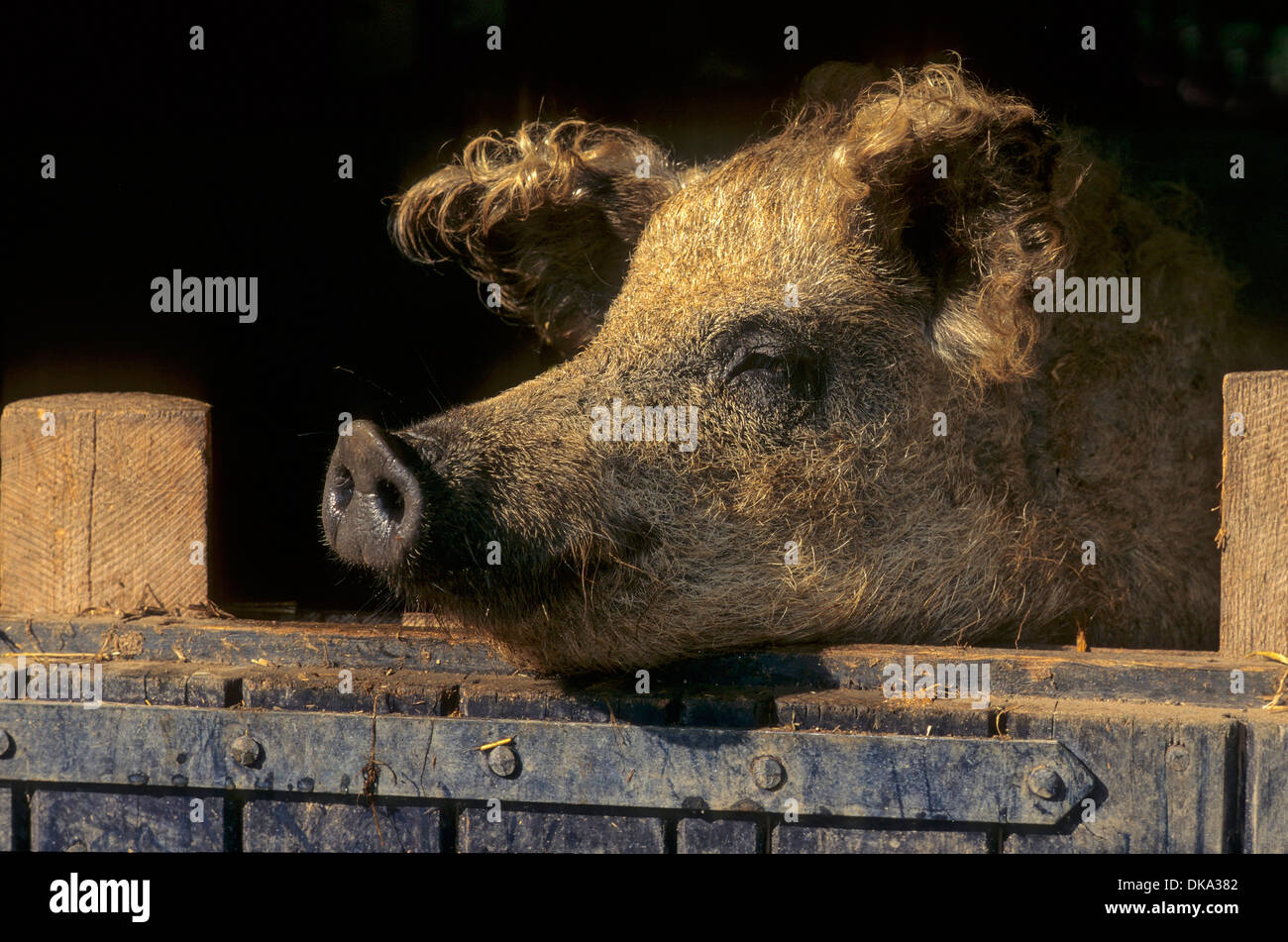 mangalica_schwein