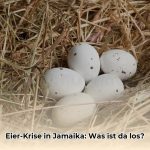 Kleine_Eier_aufgrund_Futterkrise_Jamaika_edited