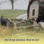 Lösungen_Eierknappheit_Jamaika_edited