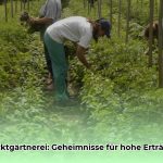 Market_Gardening_Beispiele_AP_Humangeographie_edited