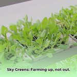 Sky_Greens_vertical_farm_design_edited