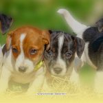 hunde_edited