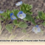 persischer_ehrenpreis_edited