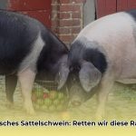 sattelschwein_edited