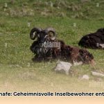 soay_schafe_edited