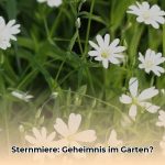 sternmiere_edited