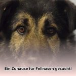 tierheim_ahaus_hunde_edited