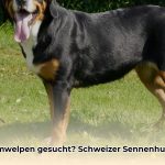 welpen_großer_schweizer_sennenhund_edited