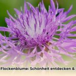 wiesen_flockenblume_edited