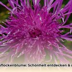 wiesenflockenblume_edited