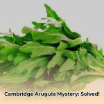 arugula_researcher_at_cambridge_edited