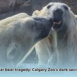 baffin_polar_bear_edited