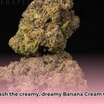 banana_cream_cake_strain_edited