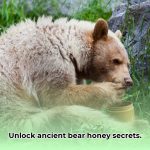 bear_honey_edited
