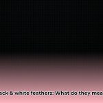 black_and_white_feather_edited