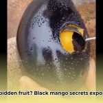 black_mango_edited