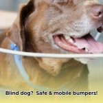 blind_dog_halo_edited
